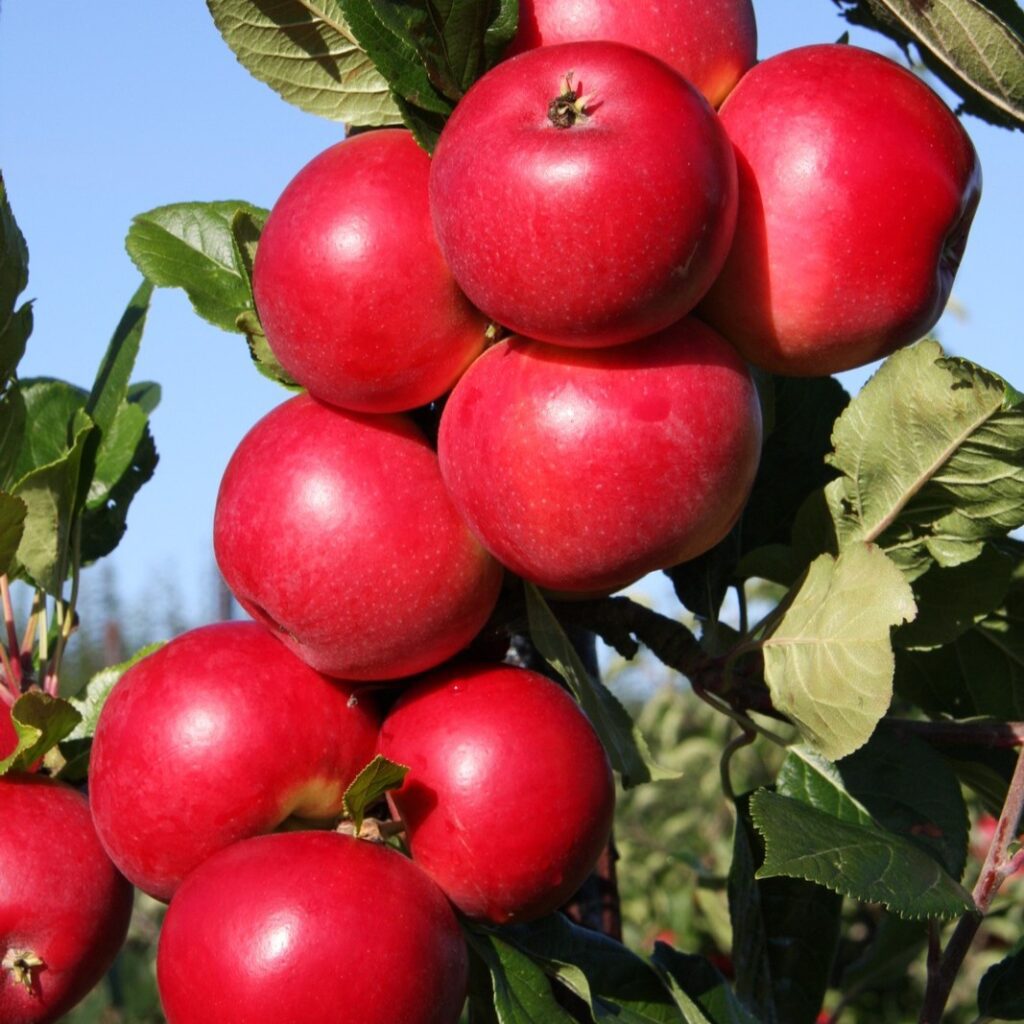 Apple Red Devil Bush Fruit Tree 5038838000546 2